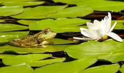 Stunning Floral and Aquatic Imagery: HD & 4K High-Resolution Stock Photos Featuring Frogs, Ponds, and Beautiful Flowers for Download