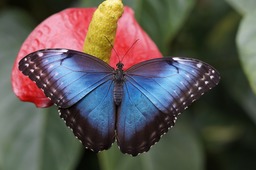 Get Stunningly Beautiful Flower Images and HD Stock Photos with Blue Morpho Butterfly and Flower Backgrounds - Free Download