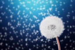 Stunning Flower Images and HD Wallpapers: Download Free Royalty-Free Photos of Wildflowers, Dandelions, and More