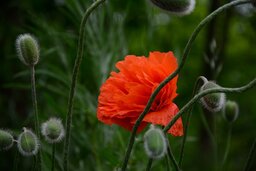 Stunning Flower Images and Wallpapers in HD & 4K - Download Free Poppy and Beautiful Flower Wallpapers and Backgrounds