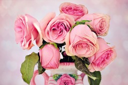 Get Your Fill of Stunning Floral Imagery: Download Free Roses, Flowers, and Beautiful Flower Images in HD & 4K Today!