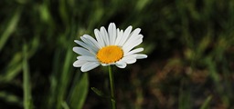 Browse a Stunning Collection of Beautiful Flower Images and High-Resolution Stock Photos in HD & 4K: Daisies, Flowers, and More! Download Royalty...