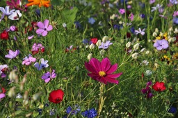 Stunning Flower Images and Wallpapers in HD & 4K: Free Download for Graphic Design, Social Media, Web Design, and More!