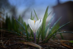Find Gorgeous Nature and Flower Photos - Download HD and 4K Images for Free!