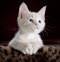 Free Downloadable Images of Cats, Kittens, and Other Adorable Pets: Browse Our Collection of Animals Photos, Pictures, and Backgrounds