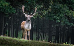 Discover Stunning Fallow Deer Captured in Animal Photos and Wallpapers