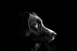 Stunning Animal and Dog Photos: Download Free Animals Backgrounds and Wallpapers