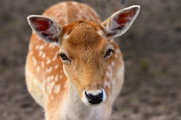 Fallow Deer and Other Species of Animals: Stunning Photos and Wallpapers for Free Download!