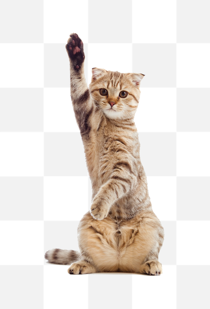 Adult cat. Cat photo without background. Fluffy cat. Cat photos on transparent background. Cat. Beautiful PNG cat images. Download free high-quality...