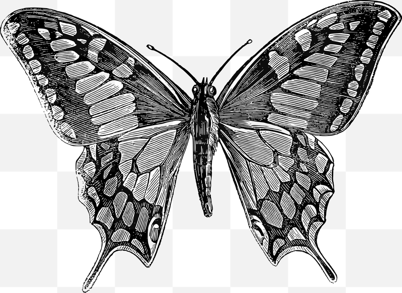 Attractive Butterfly PNG Images for Creative Graphics and Design