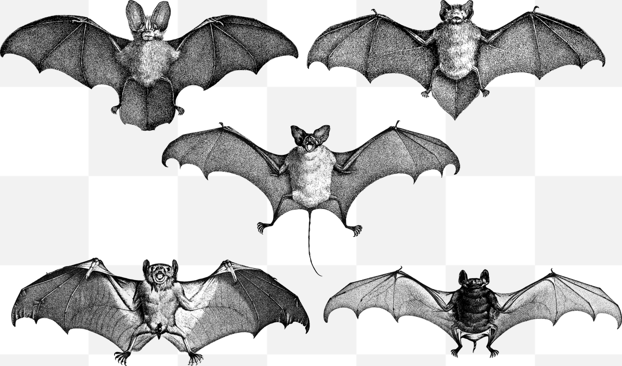 Bats and Wings Vector Art: Free Download Transparent PNG Images for Graphic Design and Advertising