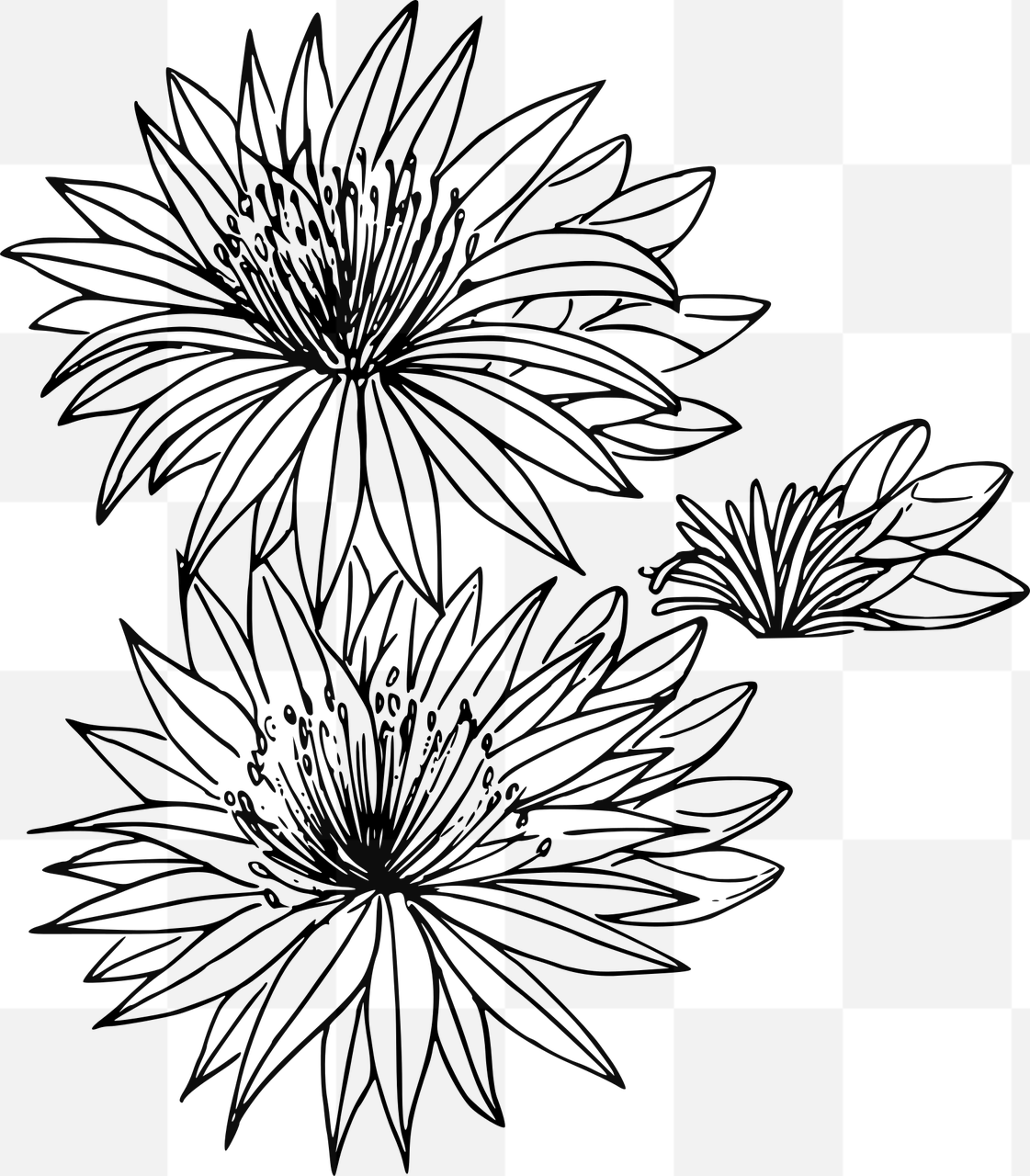 Beautiful Floral PNG Images with Transparent Background for Stunning Graphic Designs