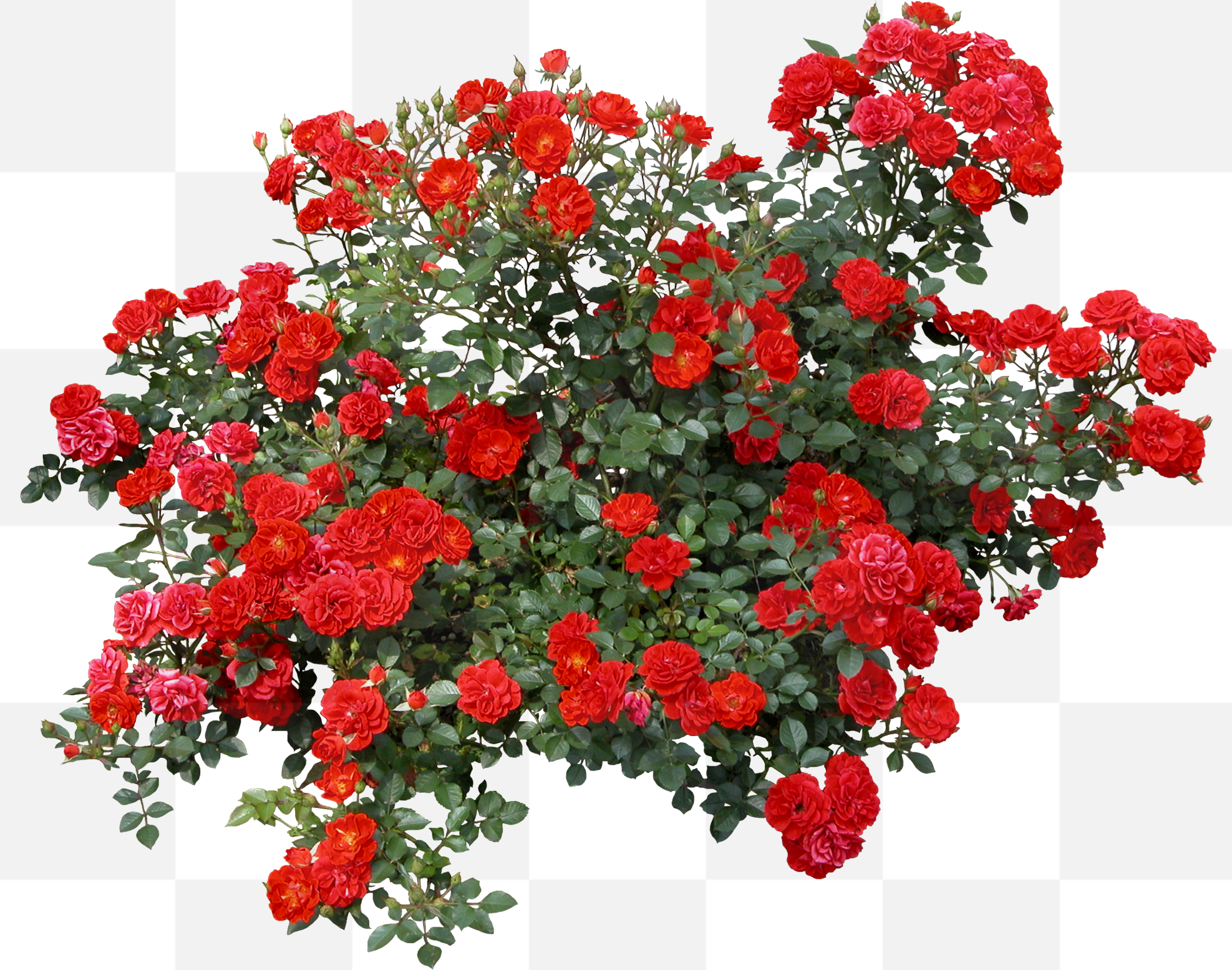 Beautiful Rose Flowers. It’s probably safe to say there’s no more prevalent or enduring symbol of love and beauty in Western culture than red roses...