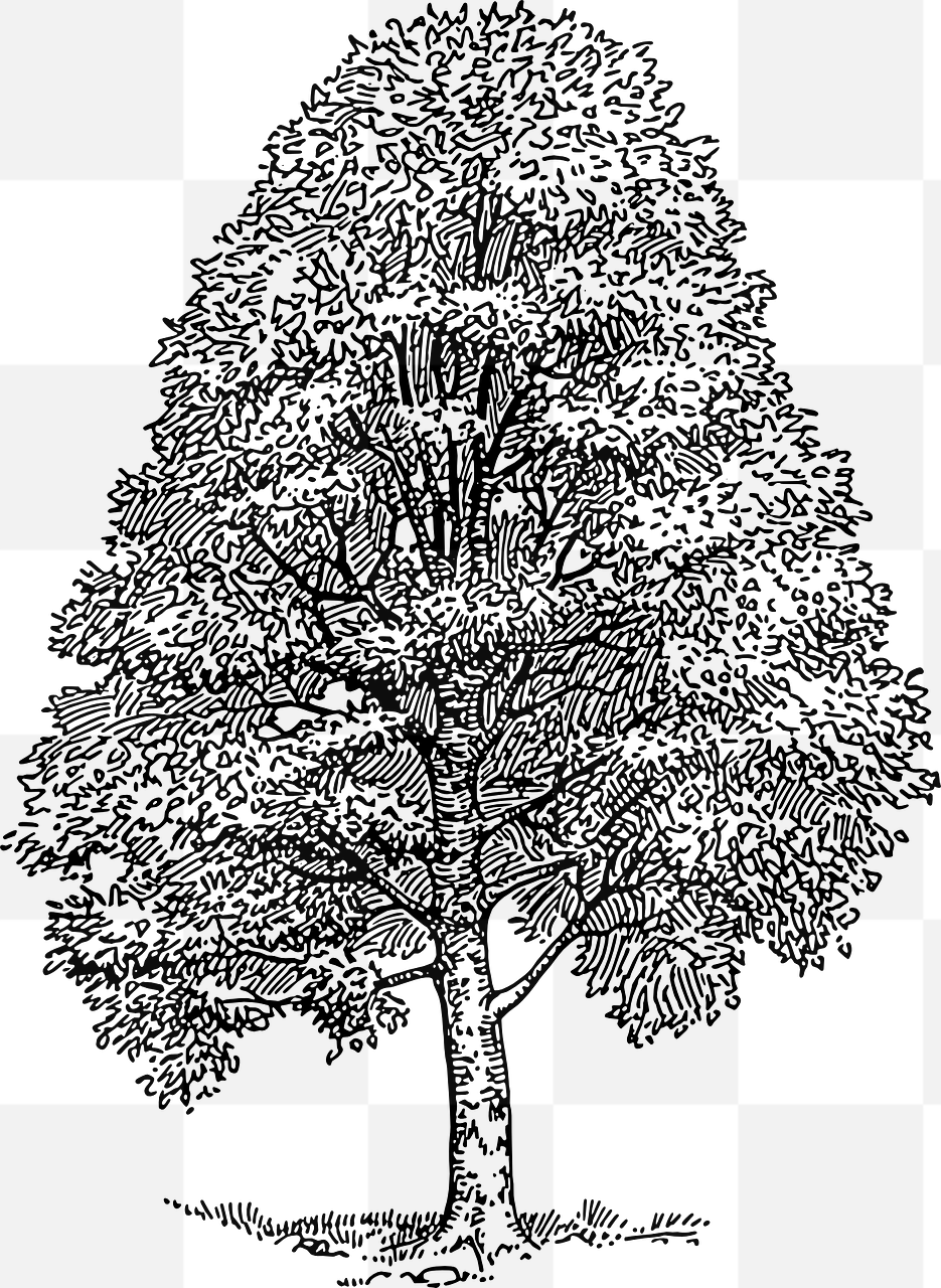 Beautiful Tree and Beech PNG Images with Transparent Background for Graphic Design and Advertising