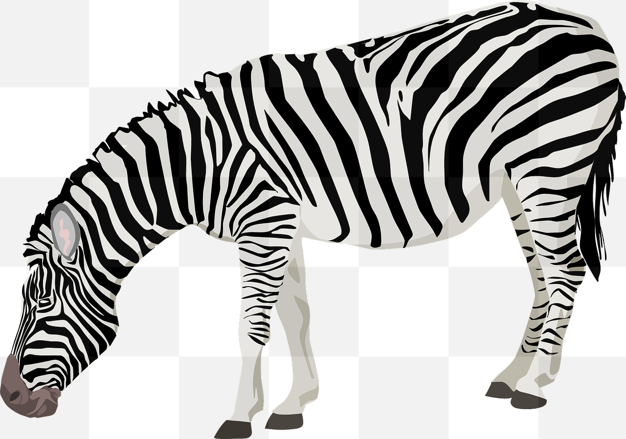 Beautiful and Versatile Zebra Images in Transparent Background PNG Format for All Your Graphic Design Needs