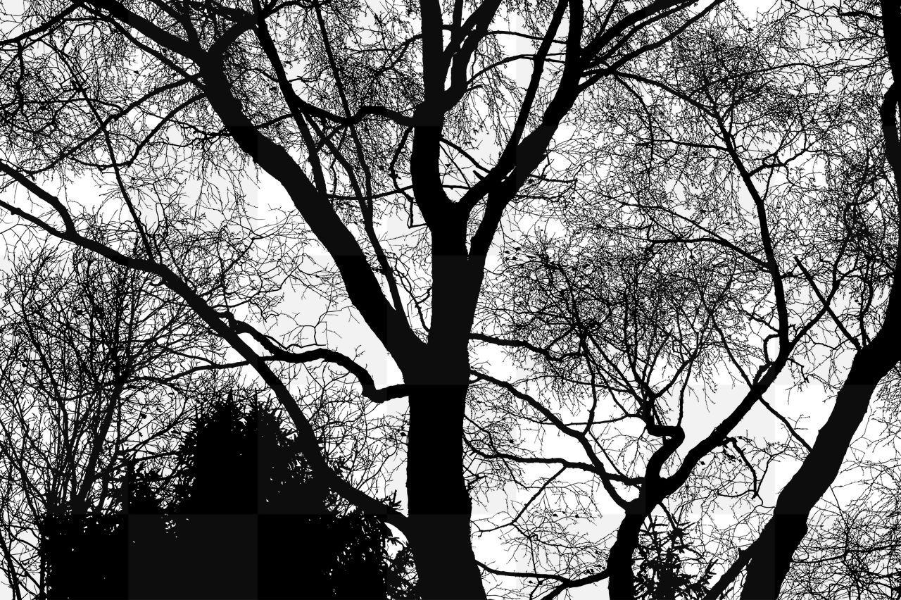 Beautifully Captivating Forest Silhouettes: Download Free PNG Images with Transparent Background