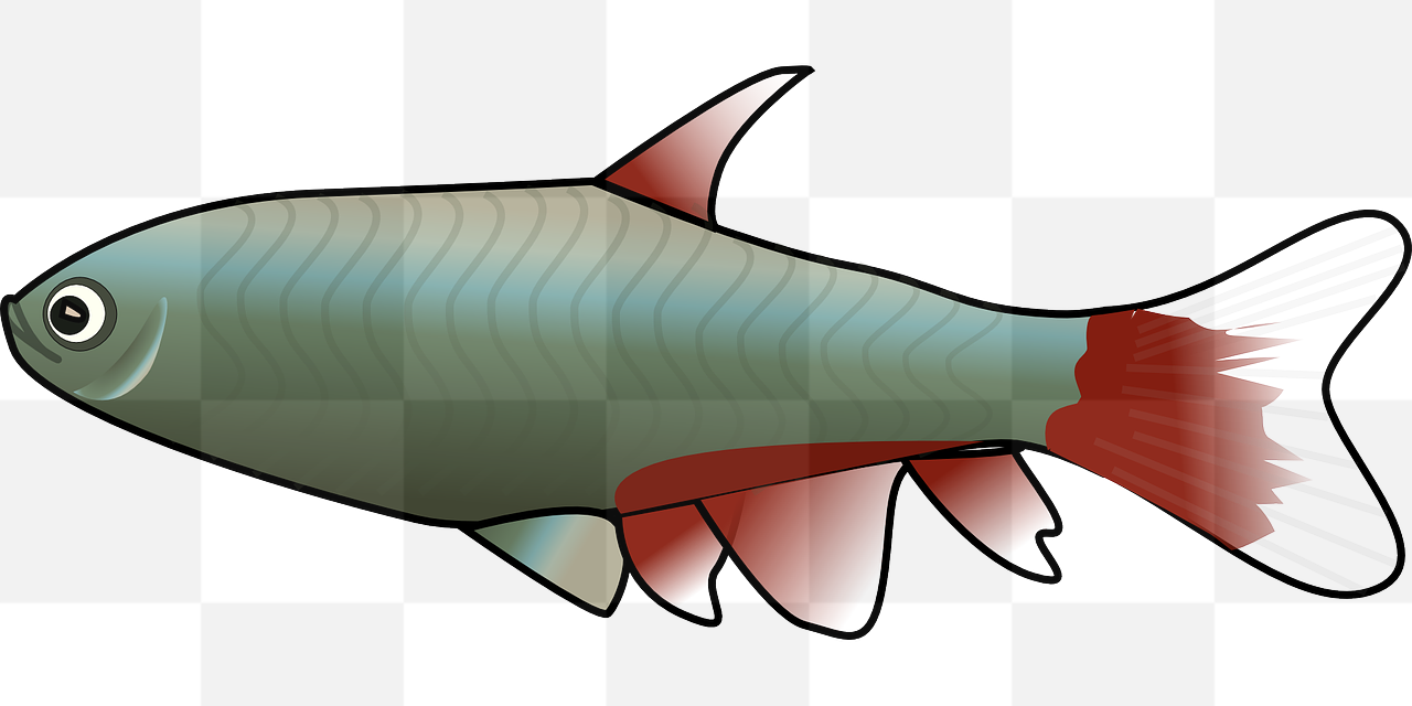 Create Stunning Designs with Free Transparent Fish and Trout PNG Images!