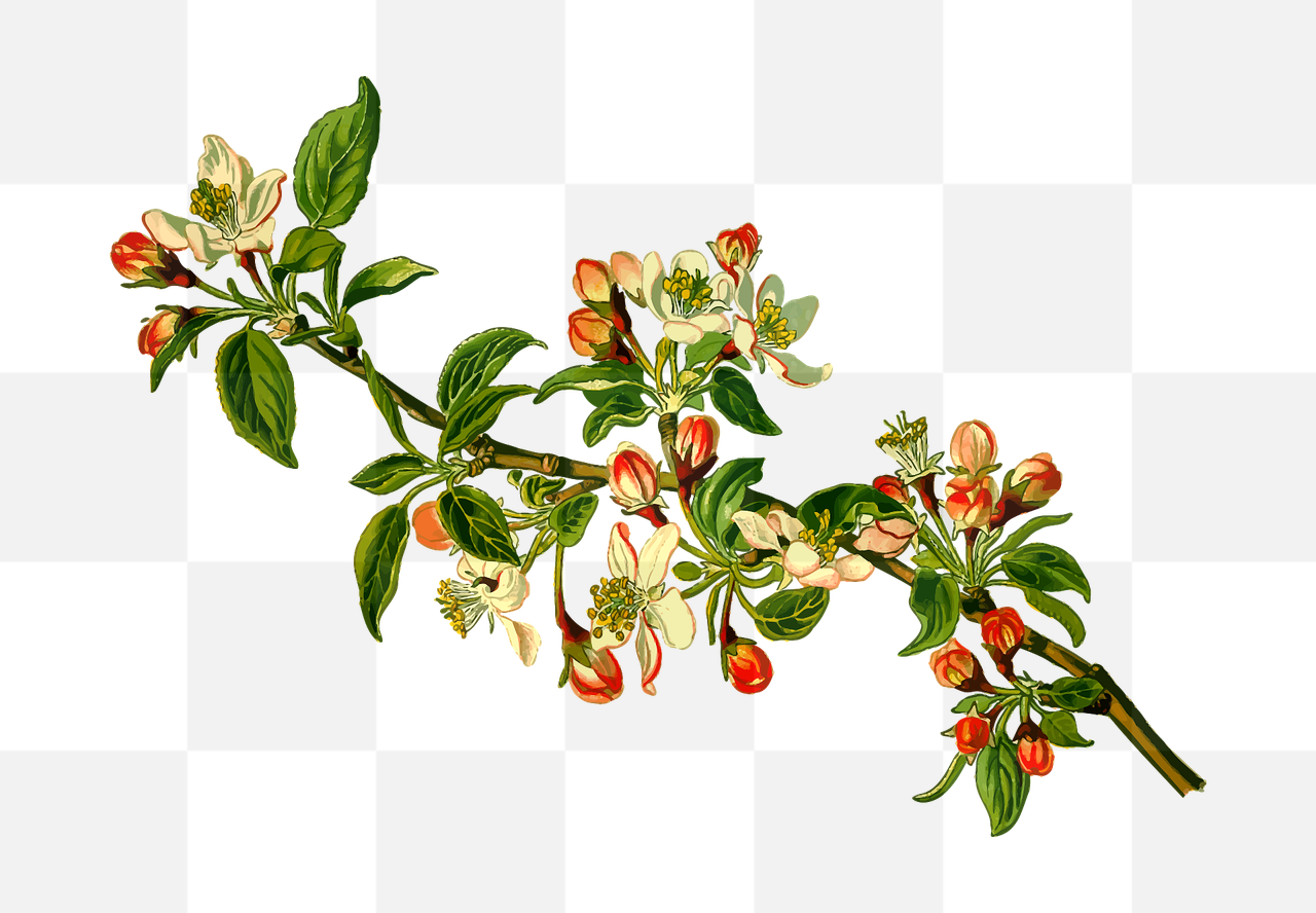 Download Free PNG Images of Apple Trees with Transparent Background for Graphic Design and Advertising