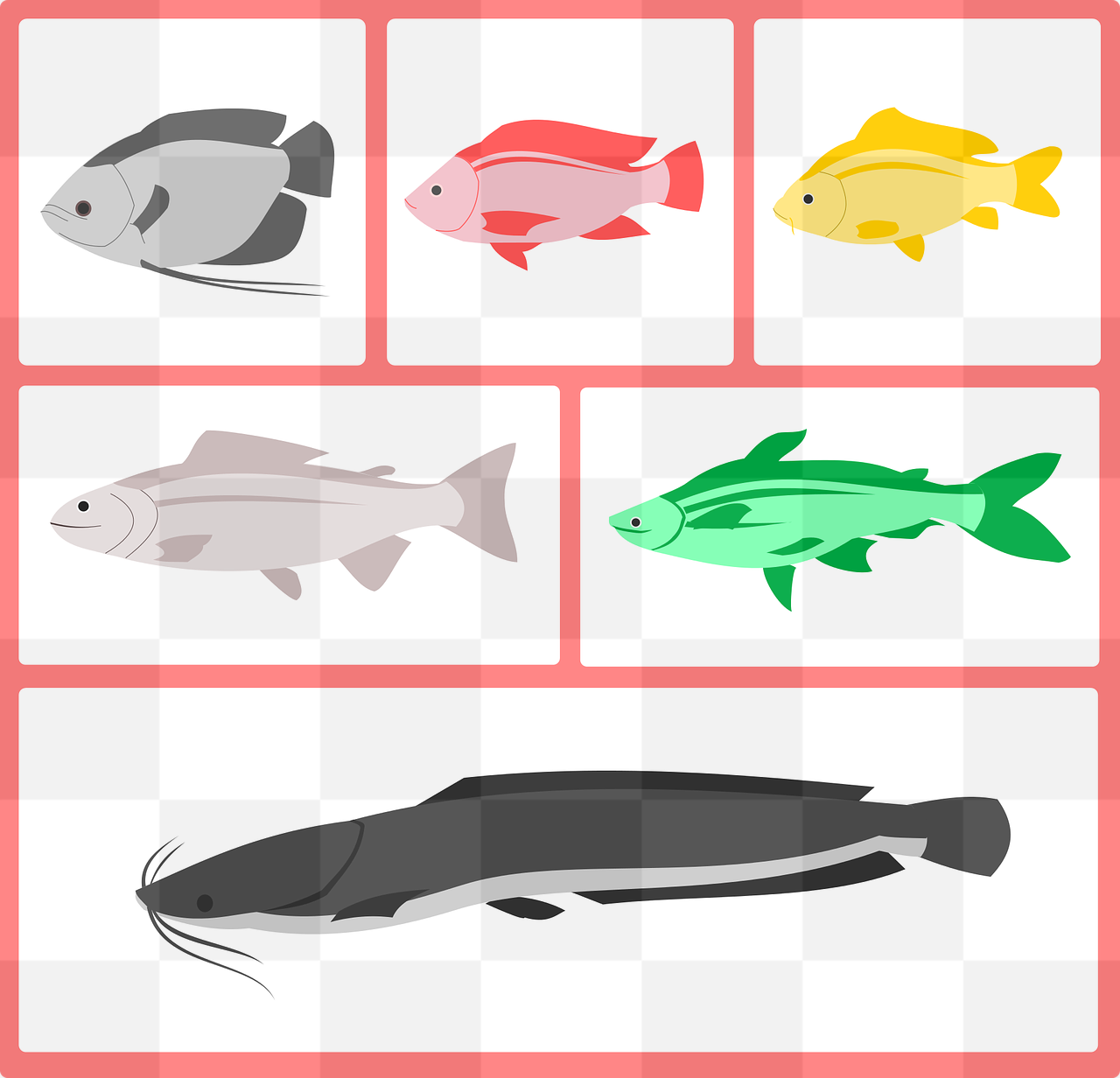 Explore High-Quality PNG Images of Freshwater Fish in Transparent Backgrounds for Graphic Designers and Advertising