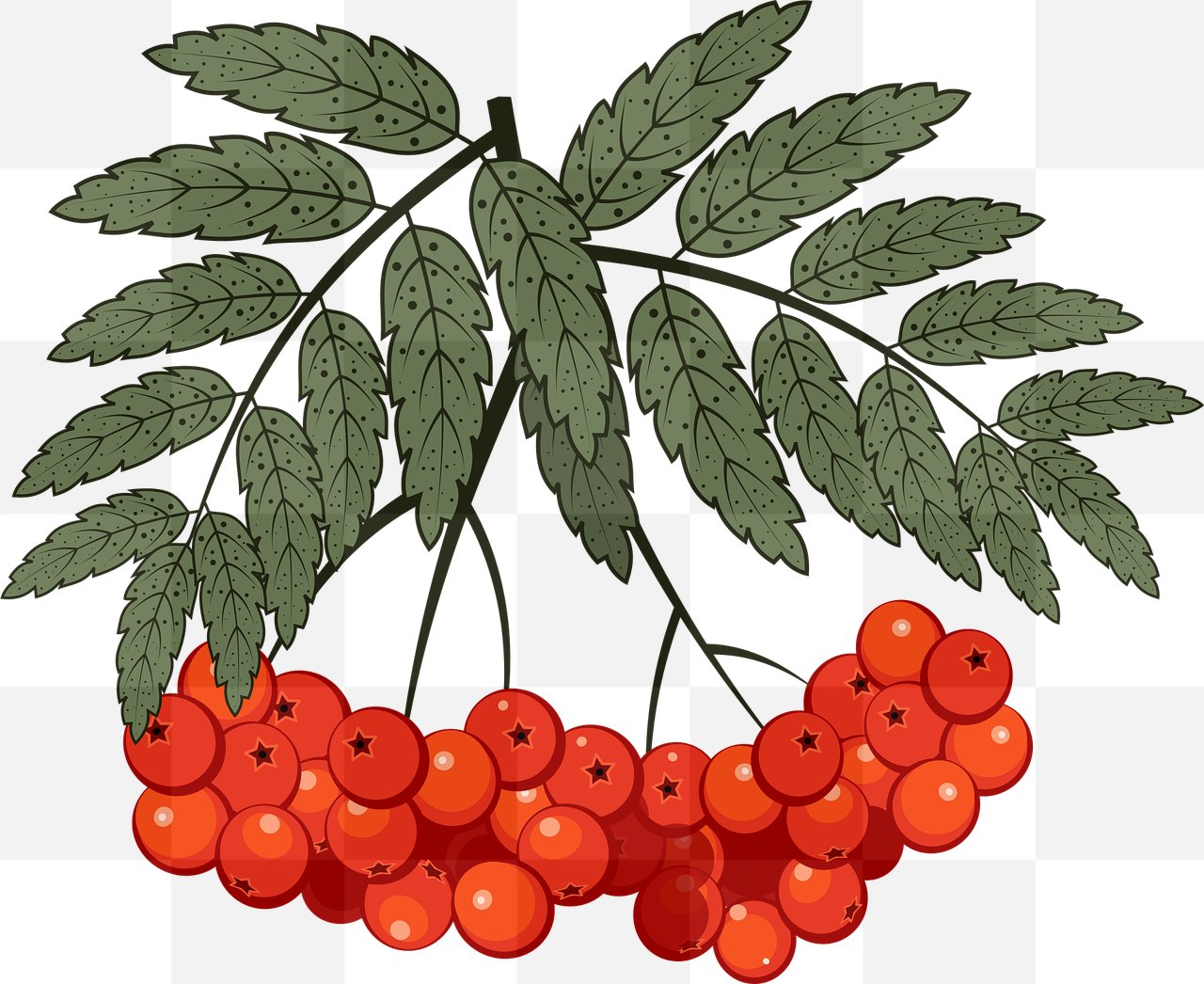 Find Stunning Berry and Rowan PNG Images with Transparent Backgrounds for Your Graphic Design Projects