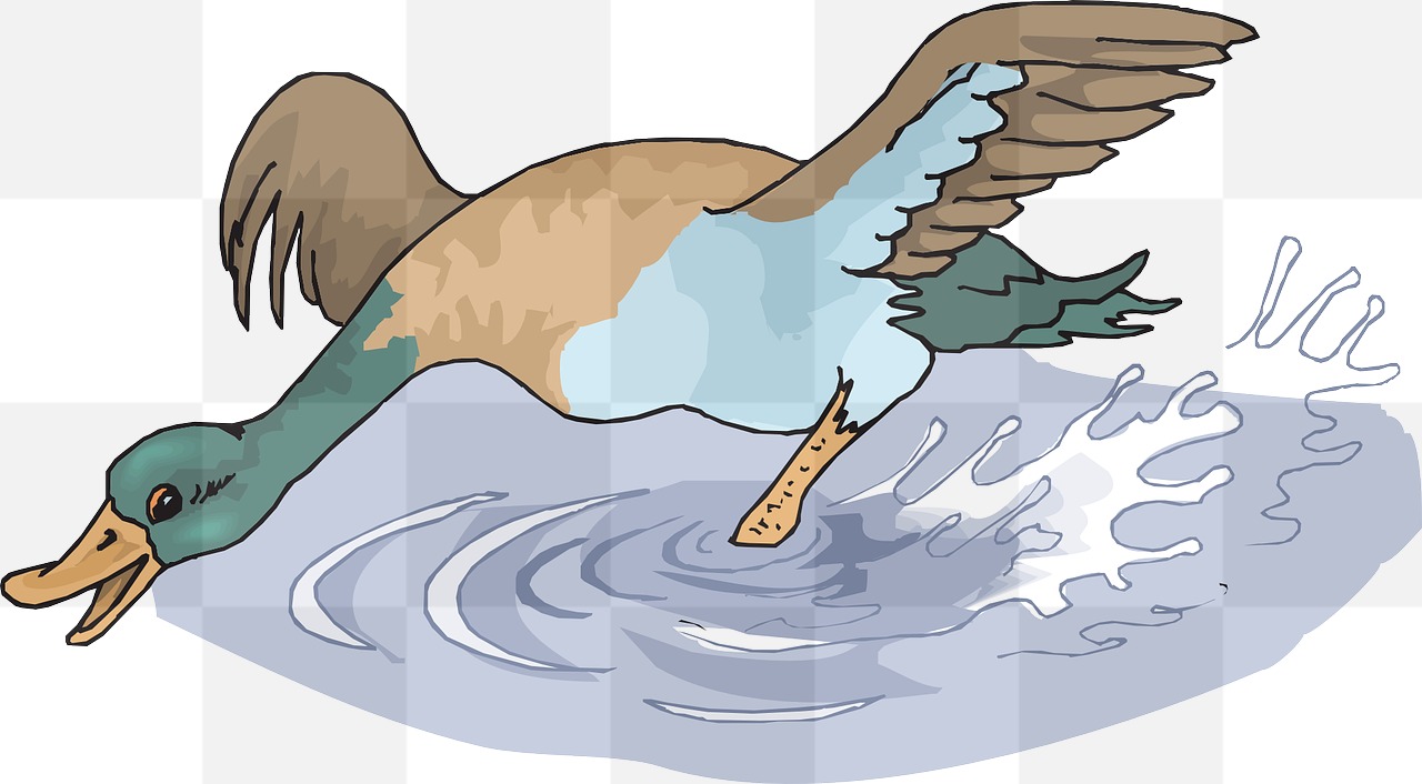 Find your perfect water splash with our collection of free bird PNG vectors and transparent backgrounds for graphic design!
