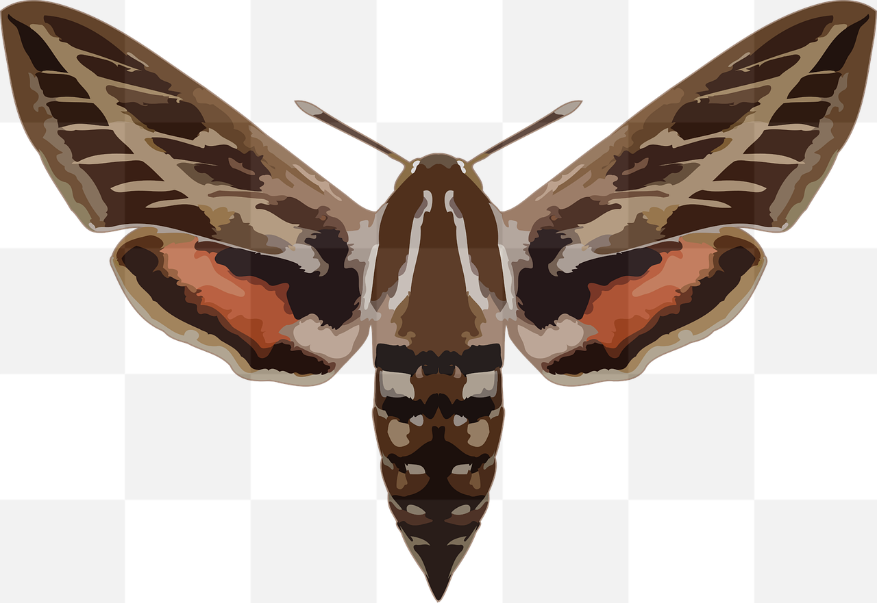 Free High-Quality PNG Images of Hyles Butterflies with Transparent Backgrounds for Graphics, Web Design & Creative Projects