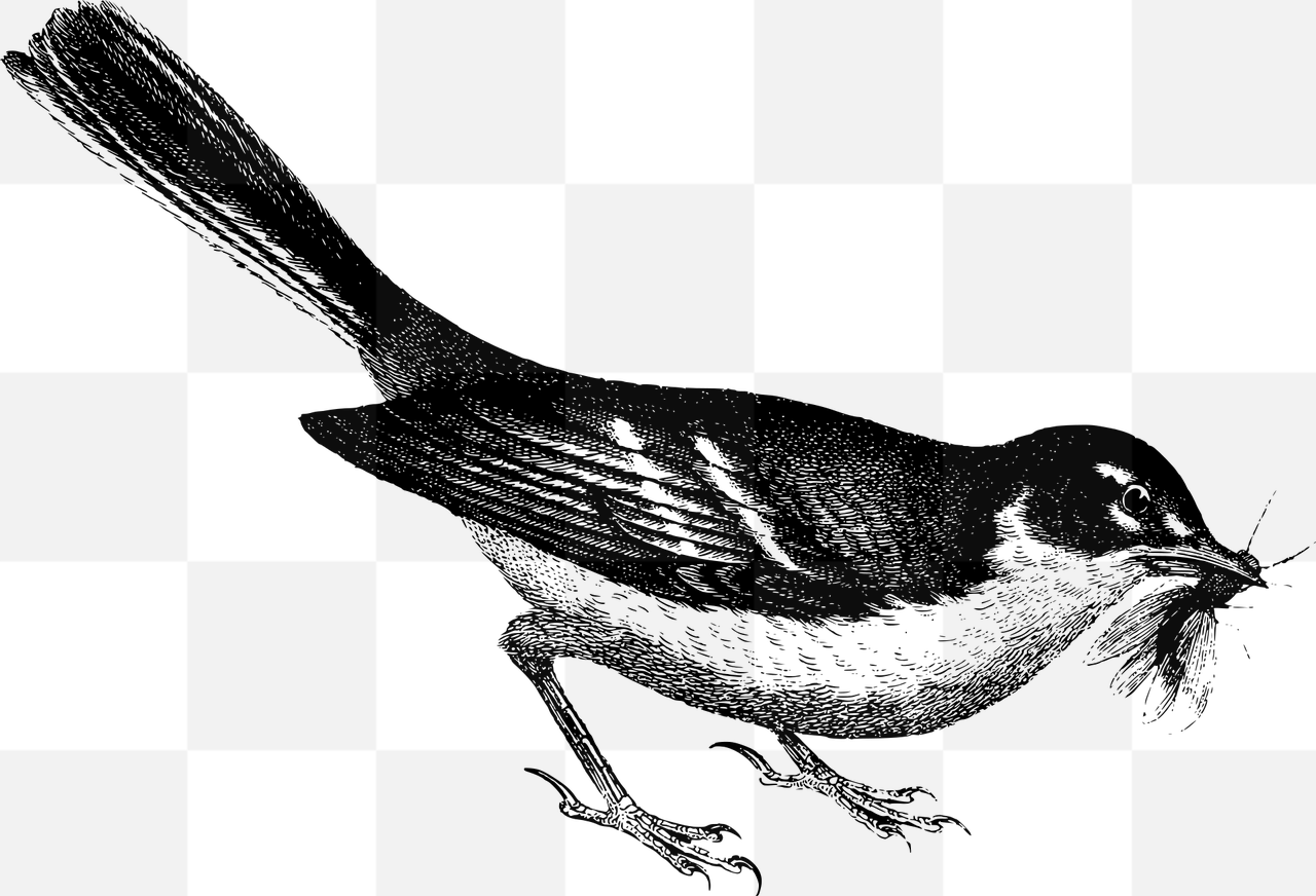 Free PNG Bird Engravings with Transparent Background for Graphic Design and Advertising