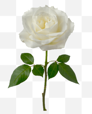 Free Single White Rose stock image. One White Rose. Single White Rose Image. One White Rose PNG. You can convey a strong message of hope and love...