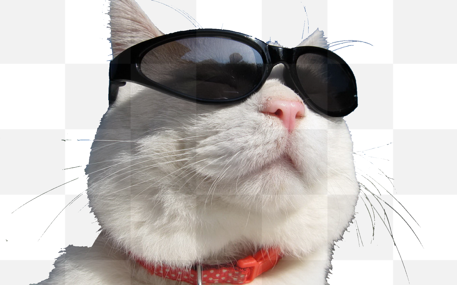 Free download. Cat. Cats. Cat memes. Funny cats for memes. PNG images. Download cat photo without background for meme.