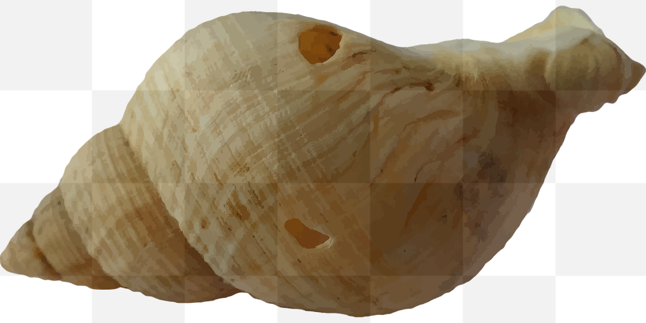 Get Stunning Animal and Ocean Beach PNG Images with Transparent Background - Free Download Now!