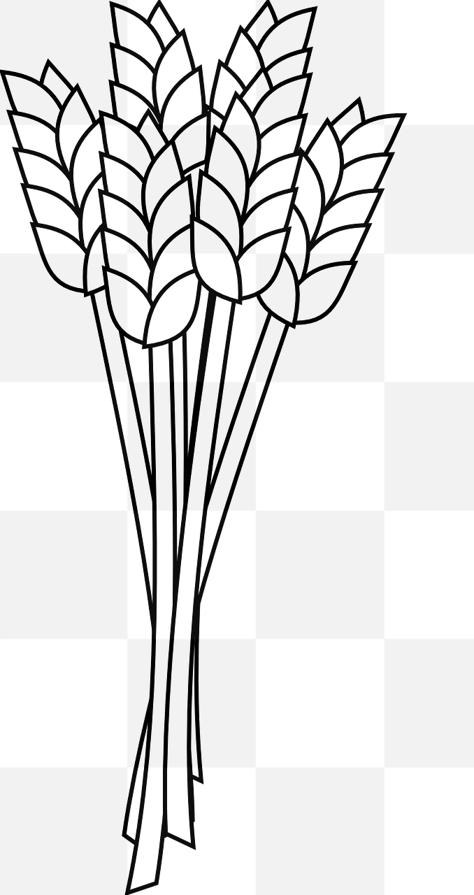 High-Quality Wheat and Grain Images with Transparent Backgrounds for Graphic Design and Advertising!