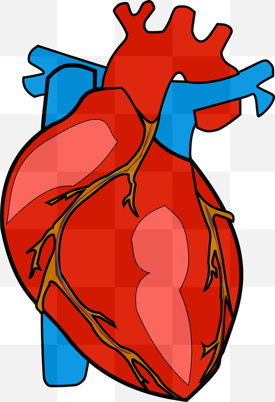 High-quality Anatomical Heart PNG Images with Transparent Background - Perfect for Graphic Designers and Health-related Projects