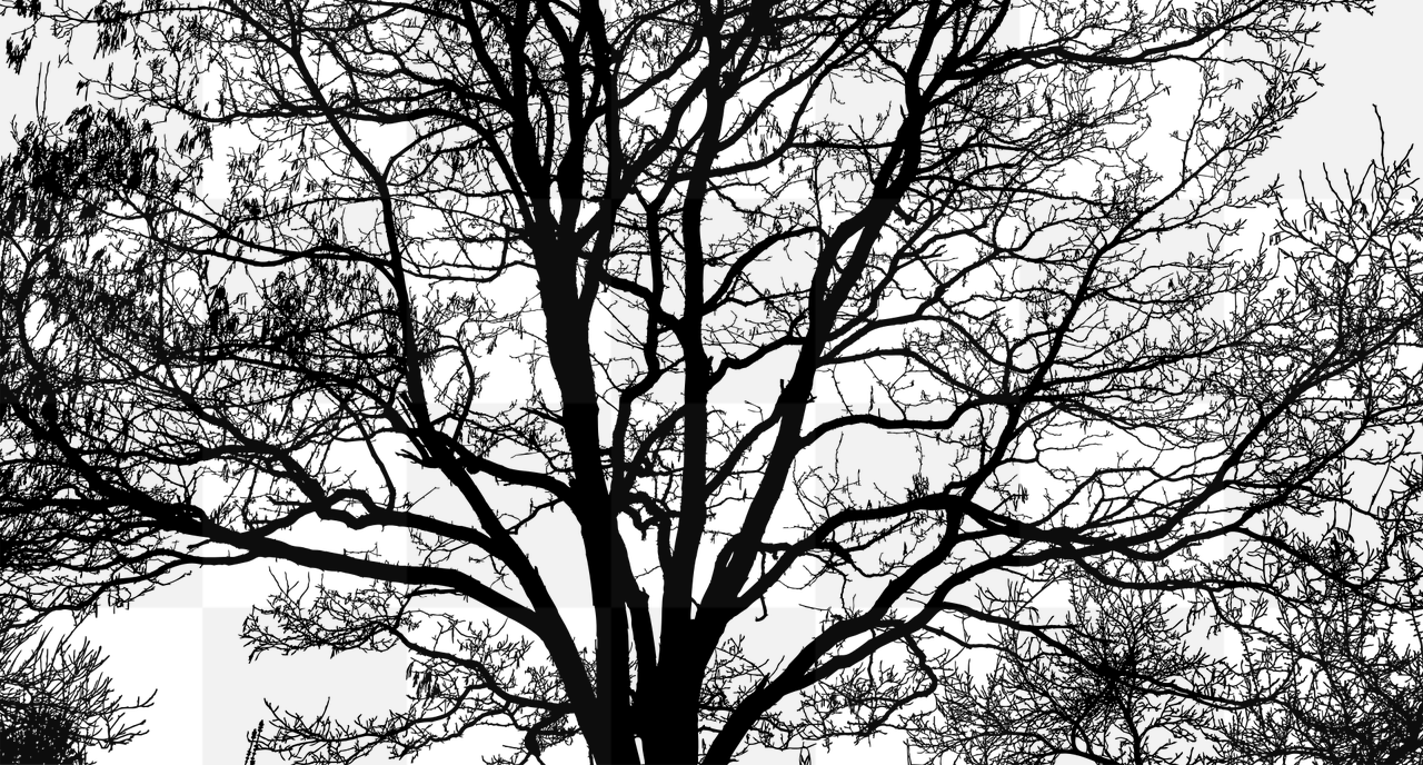 High-quality Tree PNG Images with Transparent Background for Graphics and Design
