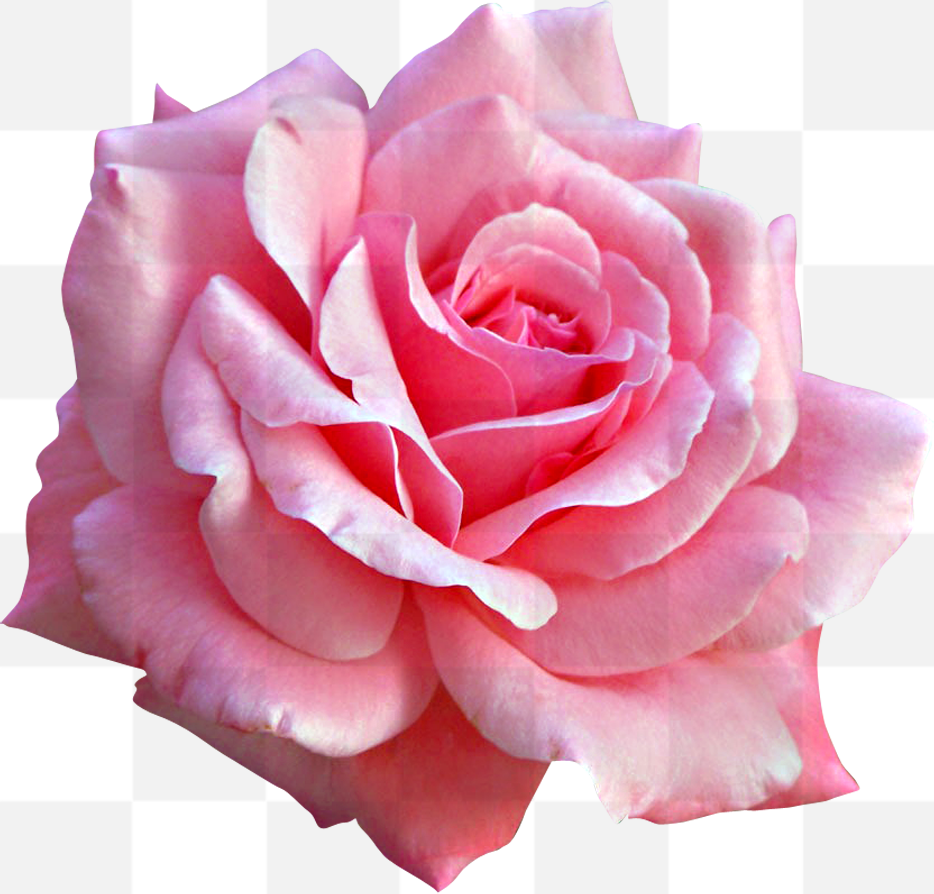 One Pink Rose PNG. Free Single Pink Rose stock image. Pink roses symbolize grace, admiration, gratitude, comfort and joy, but each shade of pink...