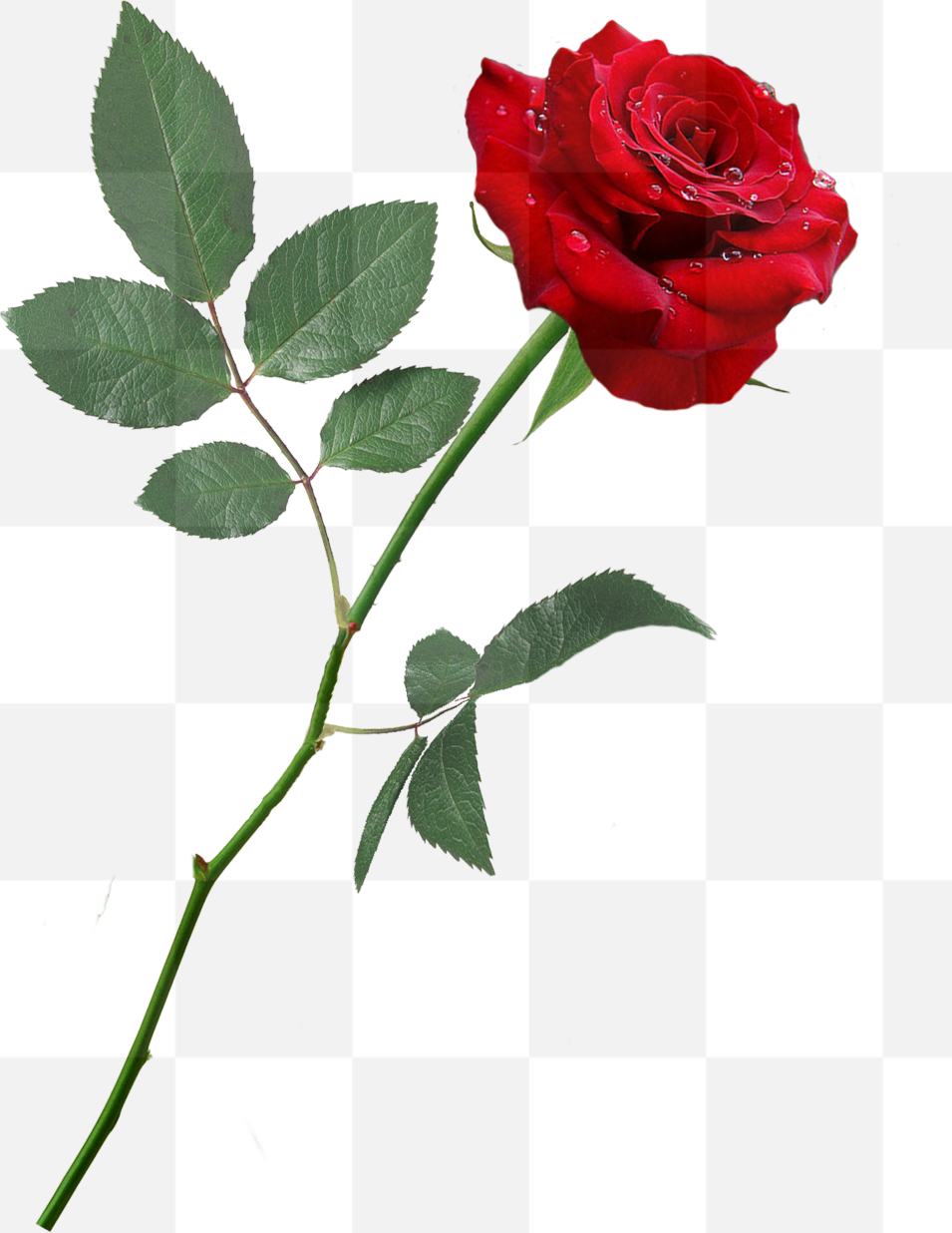 One Red Rose PNG. One Red Rose. Free Single Red Rose stock image. The purest symbol of new love, love at first sight, or a one and only love, giving...