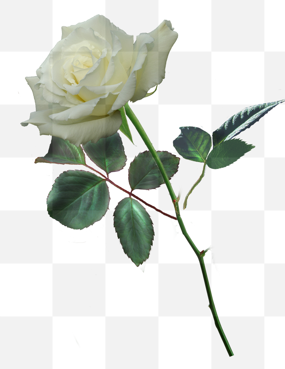 One White Rose. One White Rose PNG. Single White Rose Image. Free Single White Rose stock image. You can convey a strong message of hope and love...