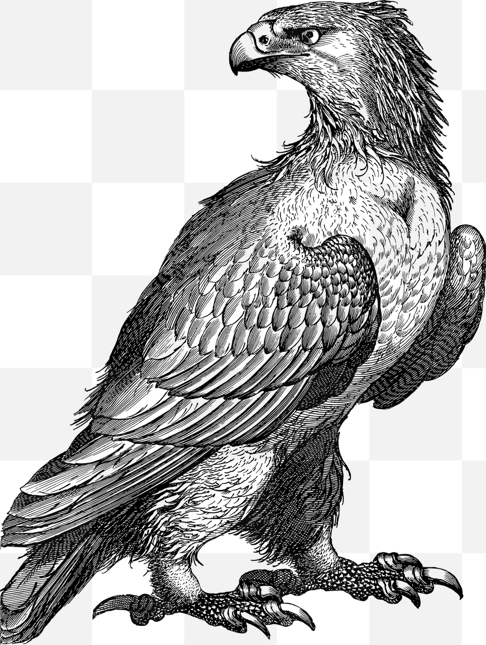 One stop shop for stunning eagle and bird line art vector PNG images with transparent background - perfect for graphic design, advertising, banners...
