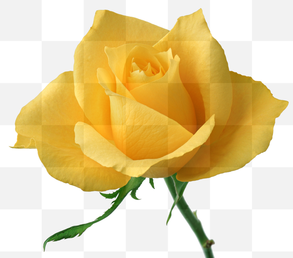 Single Yellow Rose Image. While in Victorian times, gifting a significant other with a single yellow rose represented jealousy, but these days a...
