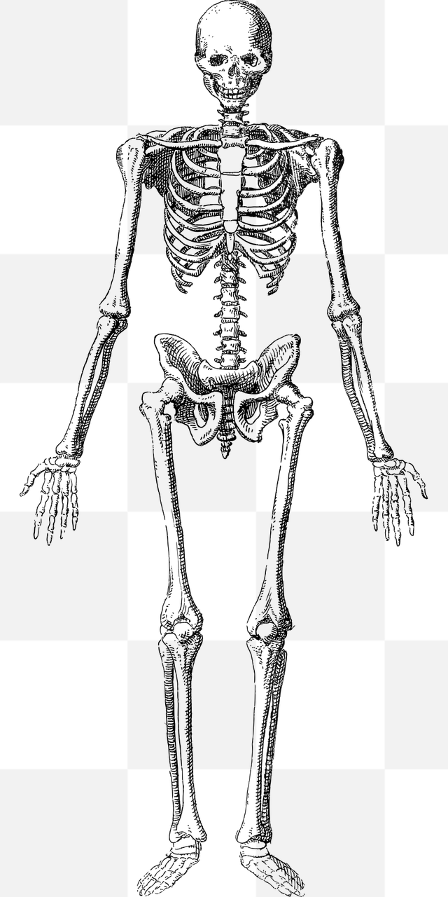 Skeletons and Bones Come Alive with Free Vector PNG Images for your Halloween Graphics