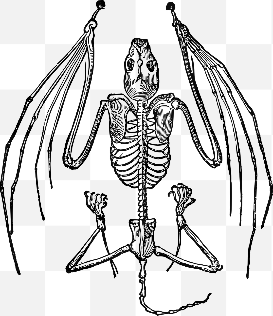 Spooktacular PNG Images For Halloween Design: Bat, Skeleton, Bones & More!