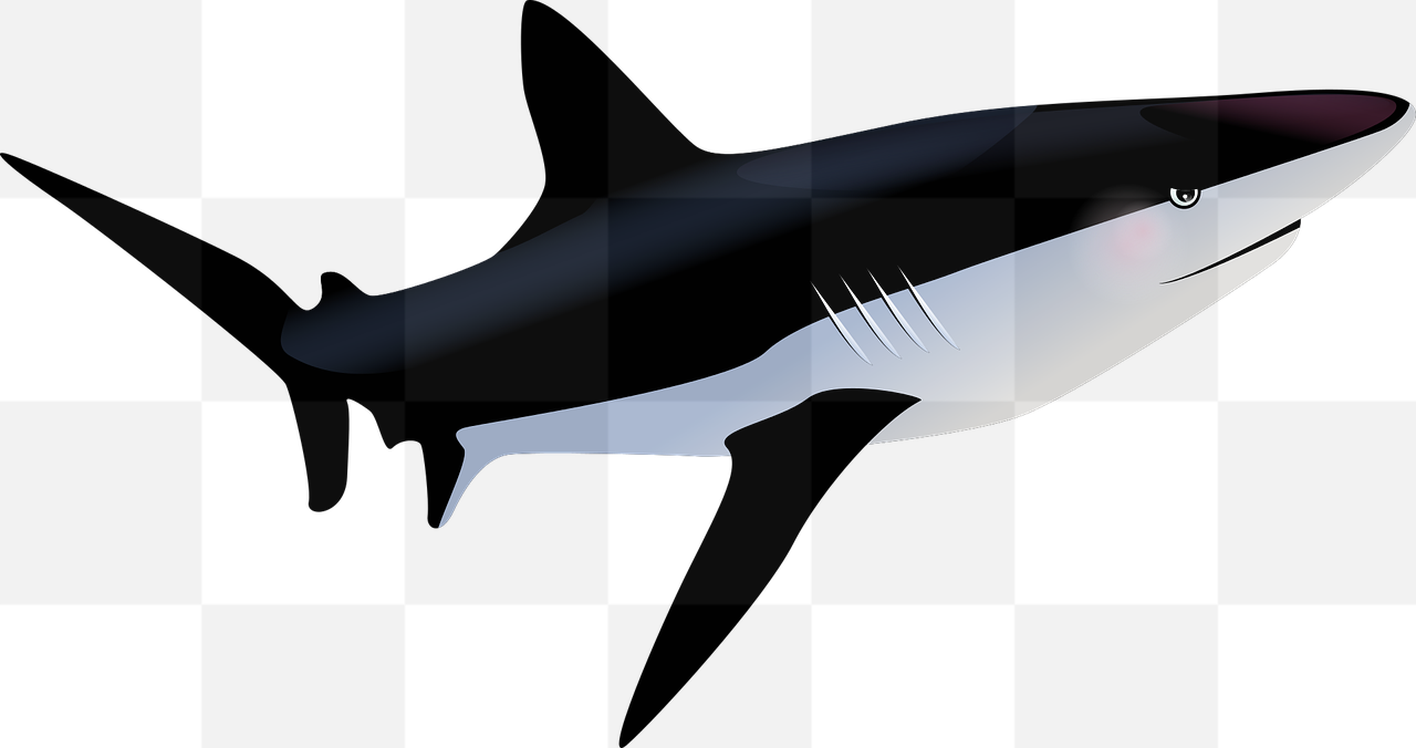 Stunning Oceanic Fish PNG Images with Transparent Background for Graphic Designers