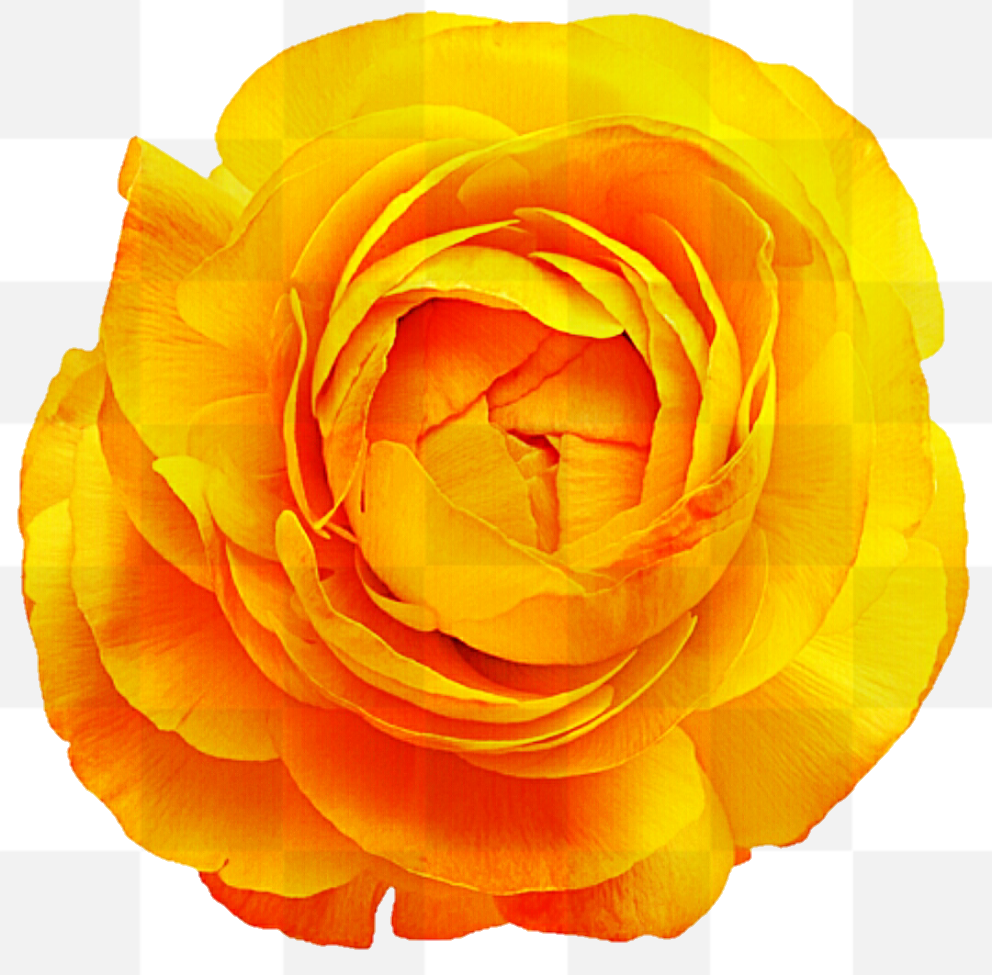 While in Victorian times, gifting a significant other with a single yellow rose represented jealousy, but these days a single rose signifies mutual...