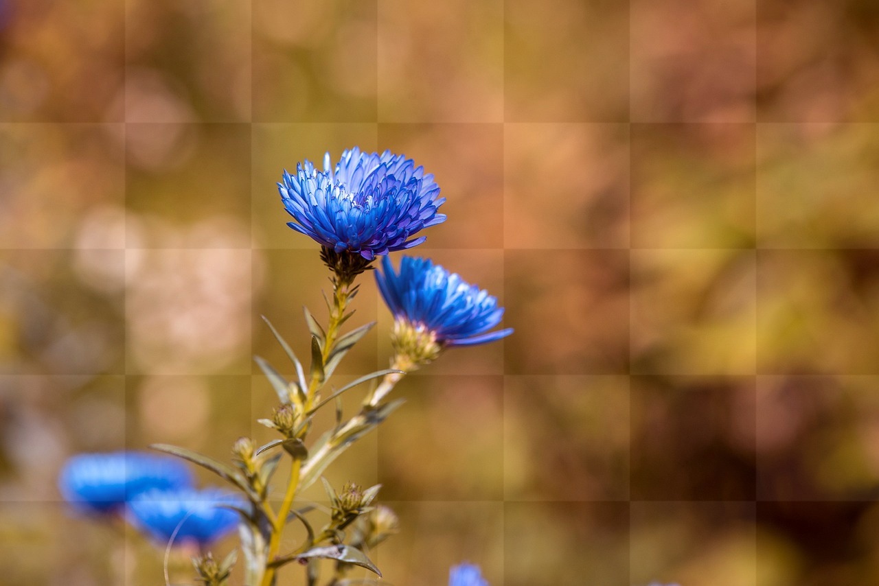 Autumn Asters and Backgrounds: Free Download for Graphic Design and Social Media Styling