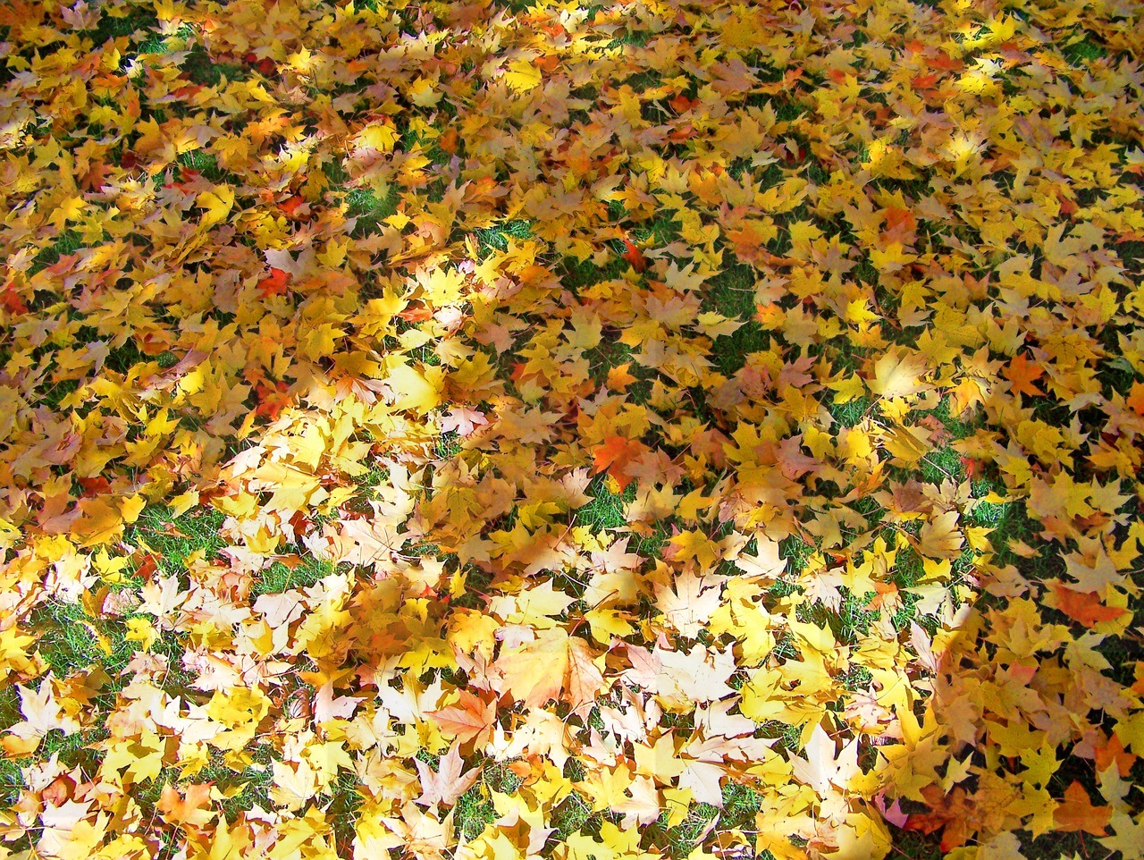 Autumn and Fall Inspired Backgrounds: Free Downloadable Fallen Leaf and Nature Backgrounds in JPG Format for Graphic Design and More
