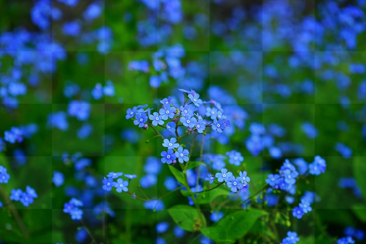 Beautiful Blue Forget-Me-Nots: Free High-Quality JPG Images for Web Design and Social Media!