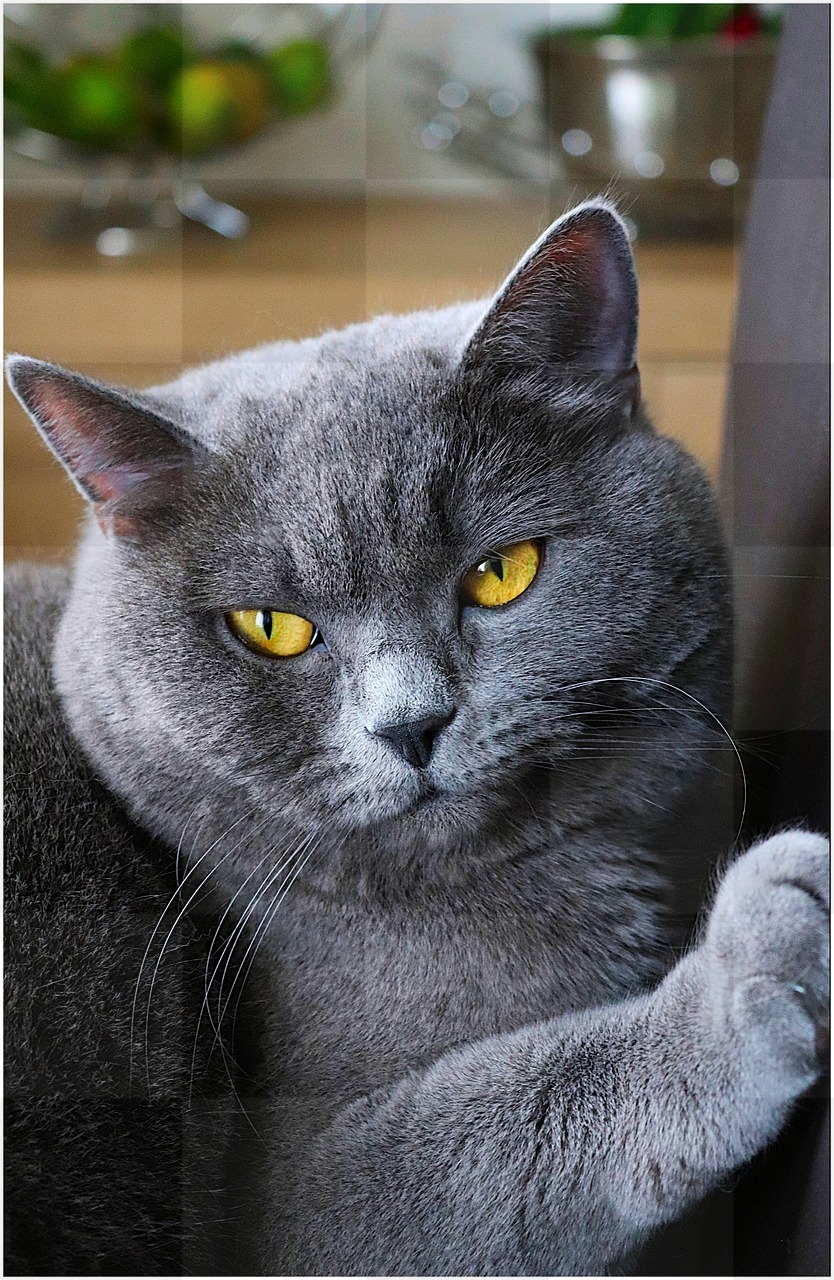 Beautiful Cat Images: Free Download of Stunning Views and Cat Eyes Backgrounds in JPG Format