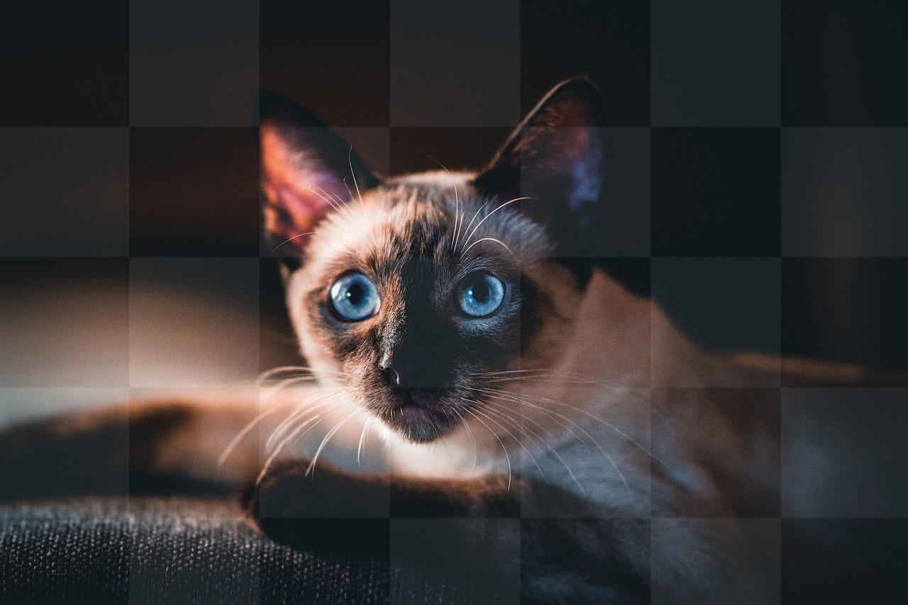 Beautiful Cat Images and Pictures: Free Download in 4K Quality with Backgrounds