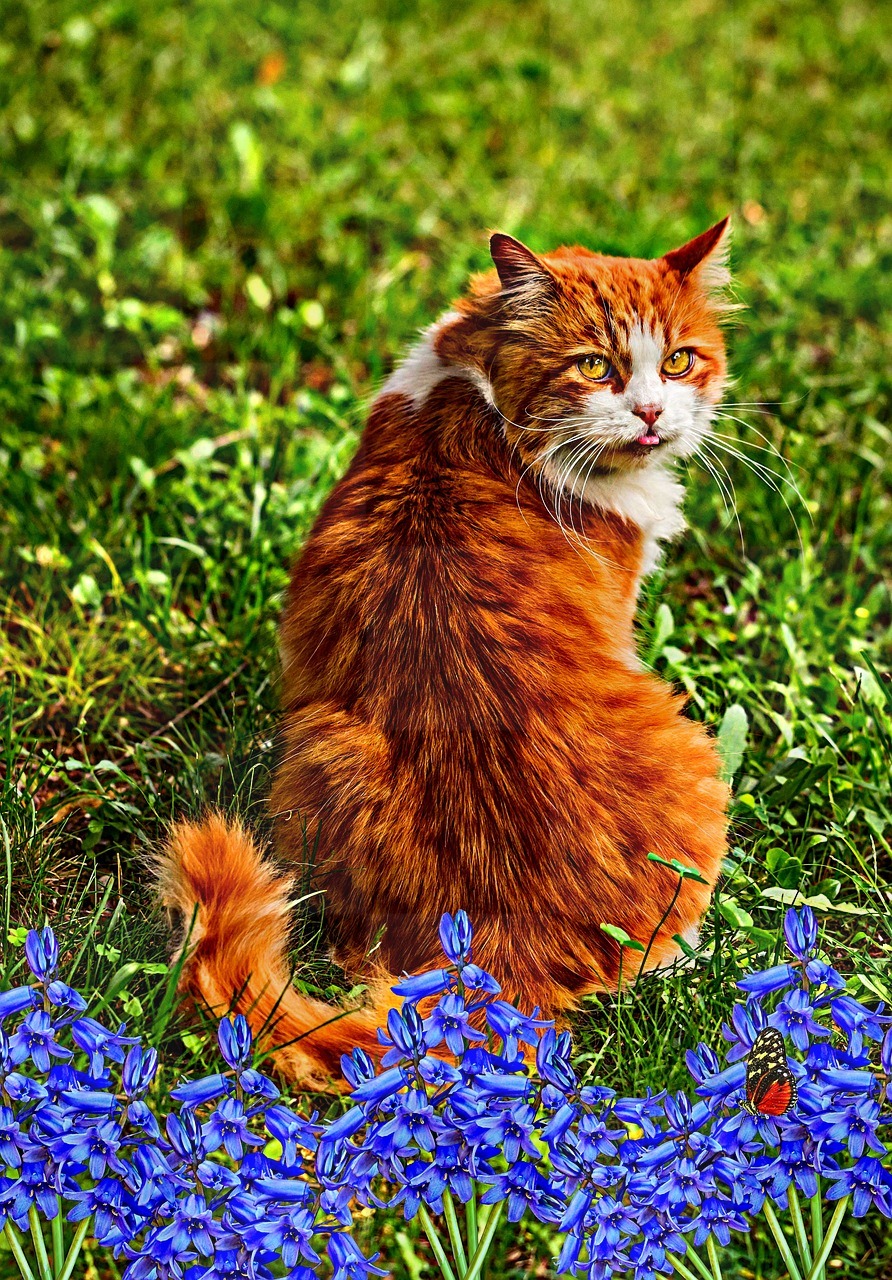 Beautiful Cat Images and Pictures: Free Downloads for Graphic Design, Web Design, and Social Media Styling.