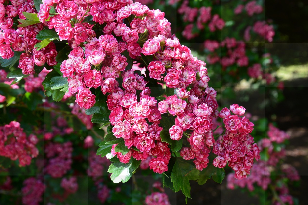 Beautiful Cherry Blossom Flower Images on Pink Background - Free Download for Graphics and Web Design