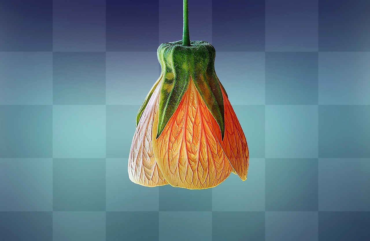 Beautiful Flower Blooms in Spring: Free Backgrounds for Graphic Designers and Social Media Pages in JPG Format